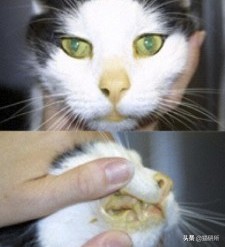 养猫问题解答视频教程,养猫问题解答