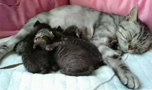 猫咪产后该如何喂养,猫咪生产后排恶露大概排几天