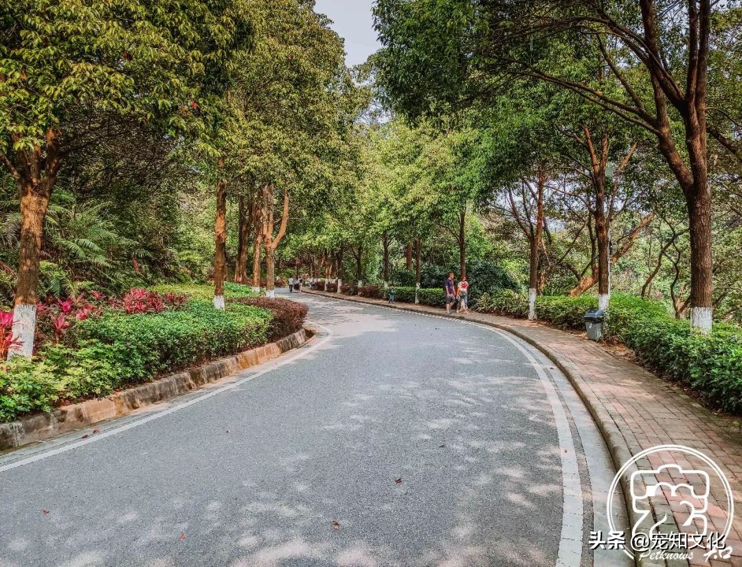 广州南沙黄山鲁森林公园攻略,广州附近可以带宠物的旅游景点