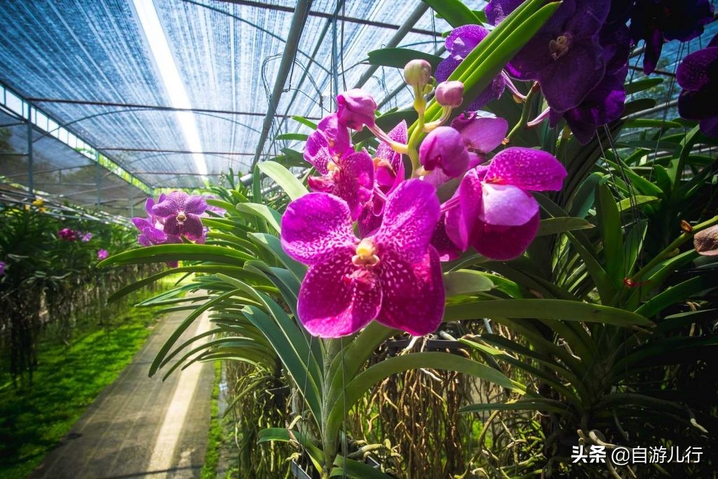 泰国清迈景点旅游路线攻略,泰国旅游清迈风景区攻略