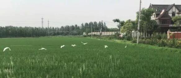 宝山最宜居板块,宝山美兰湖是宝山最好的宜居板块