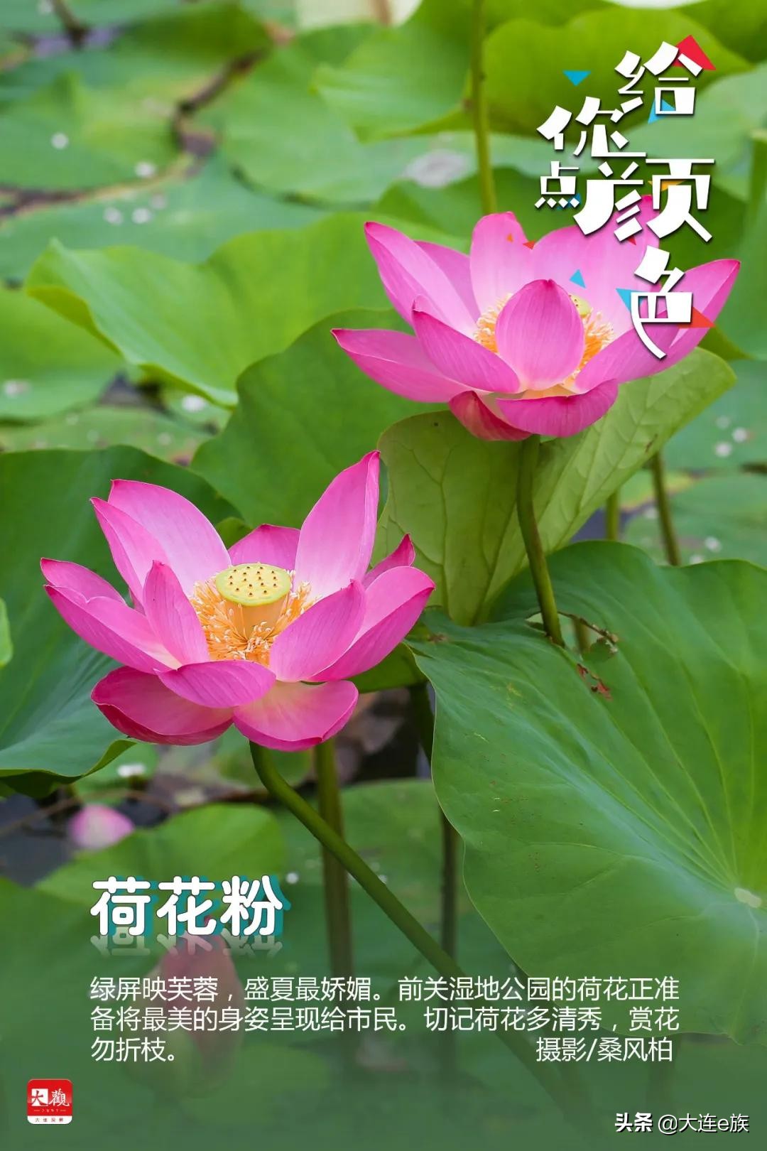 大连色卡,大连给貂皮改色