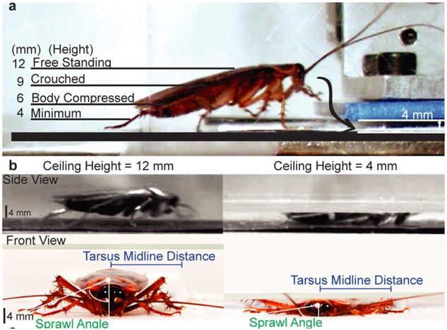 教你一招轻松解决蟑螂,家有蟑螂不要急教你一招