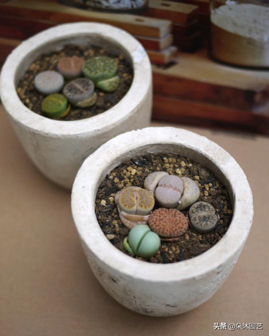 生石花初学者,生石花植物科普解说