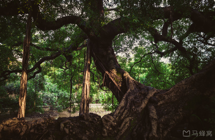 美食广州双皮奶,美食广告是怎么拍的