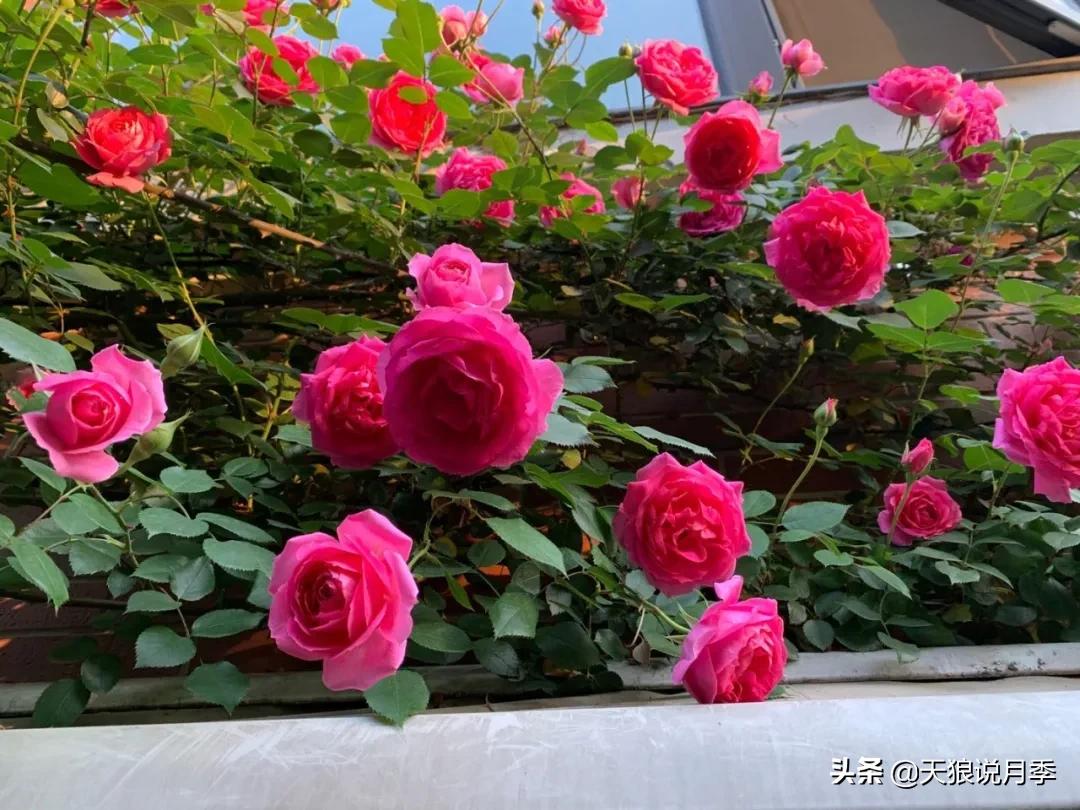 月季春季第一波花要不要剪,月季春季第一波花开后嫁接