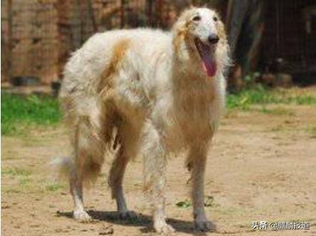 金毛禁养犬名单曲靖,曲靖麒麟区城区养犬标准规定