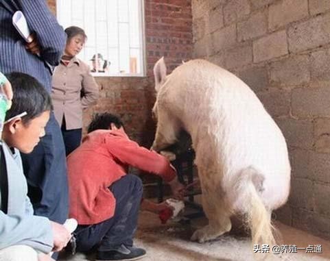 养猪10年的感悟,养猪经验分享视频