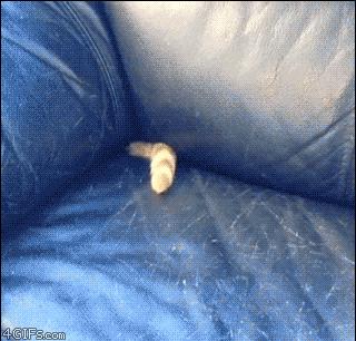 盘点那些霸道总裁猫咪,霸道总裁猫咪