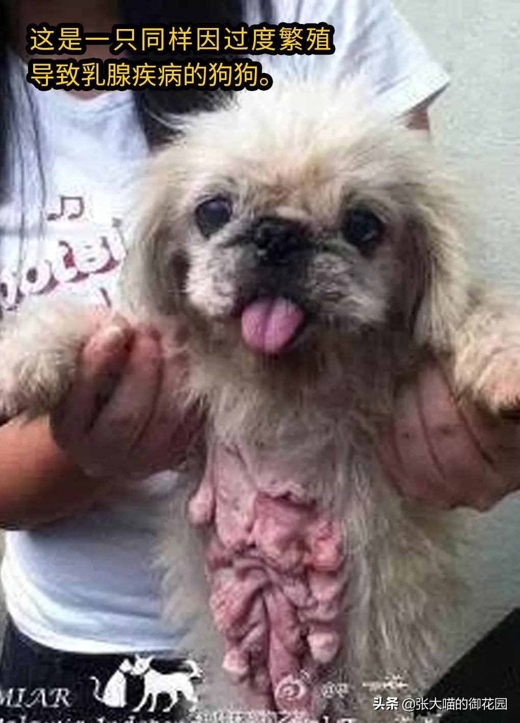 不让猫咪生一窝就是惨无人道，喵生不完整？绝育或繁育，你怎么选