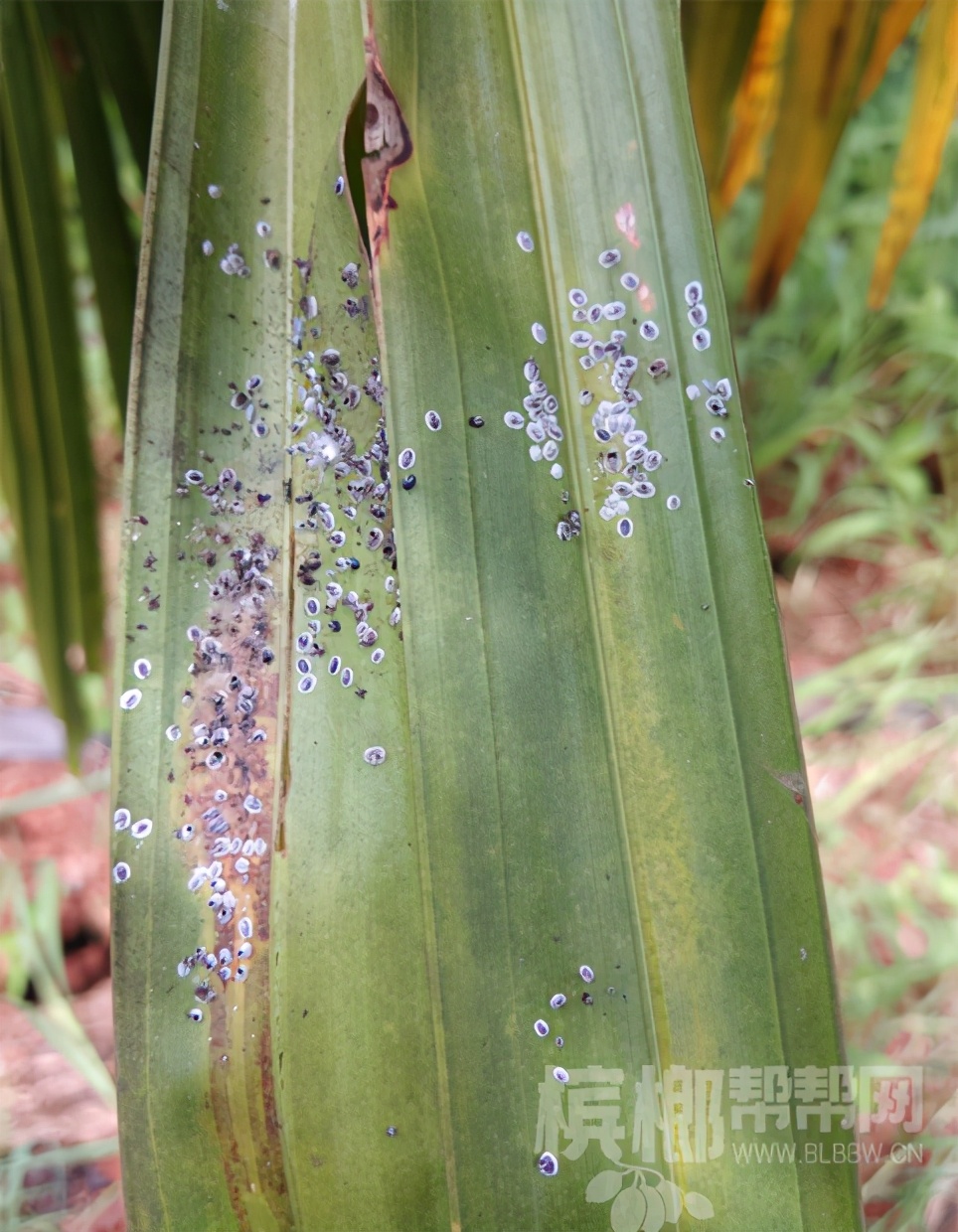 槟榔黄叶有虫害怎么管理,槟榔全套施肥防虫害技术
