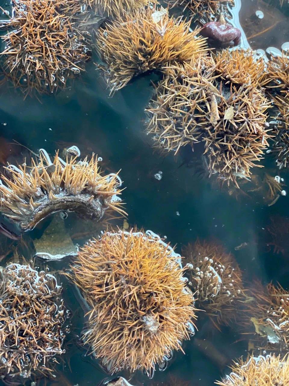 租下城郊200㎡小院，和陌生人一起生活5年：唱歌、染布、盖树屋