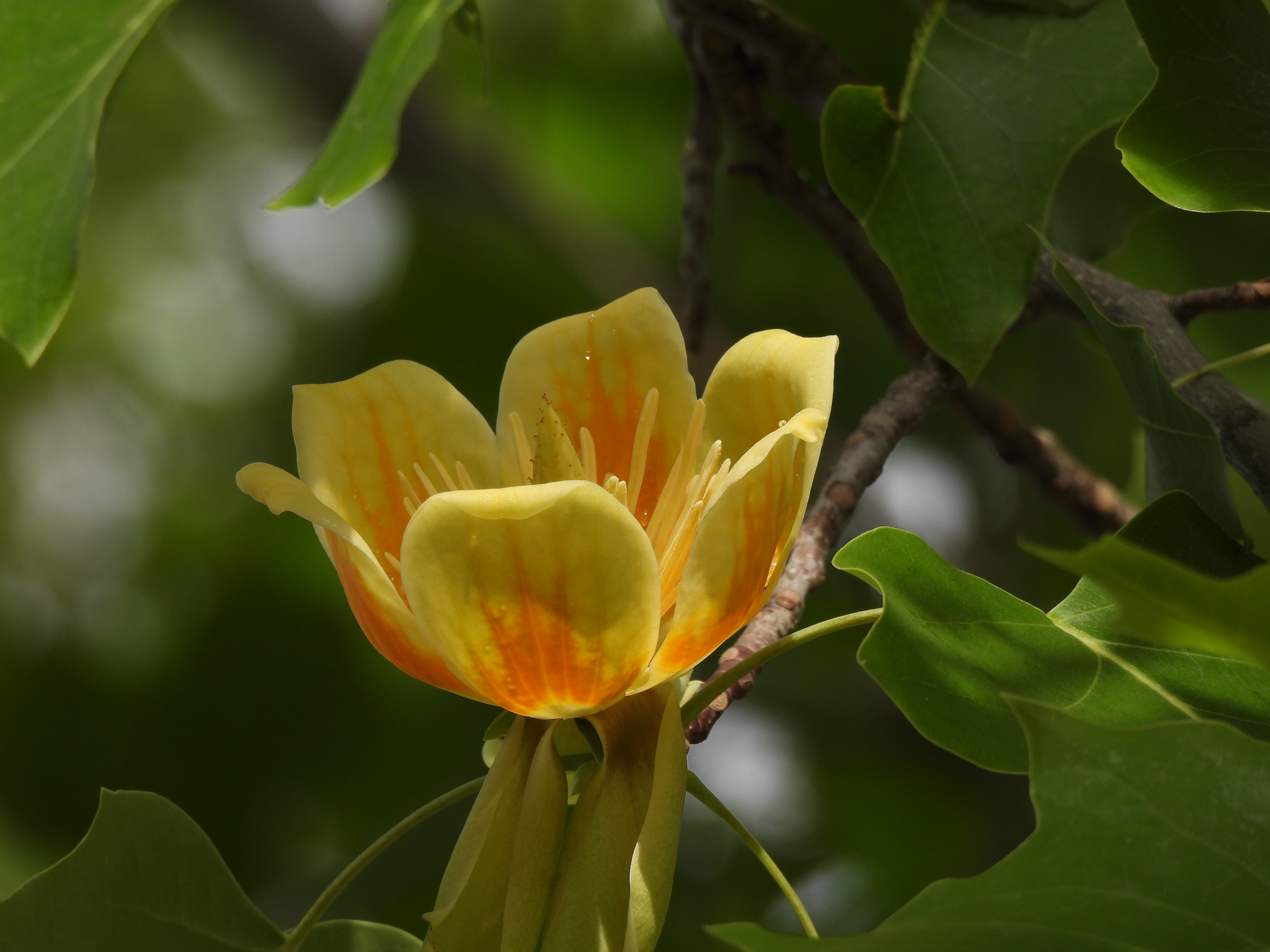 尼康p950长焦多少钱,尼康nikoncoolpixp950