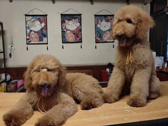 巨型贵宾犬与大泰迪的区别,泰迪巨型贵宾犬养成记