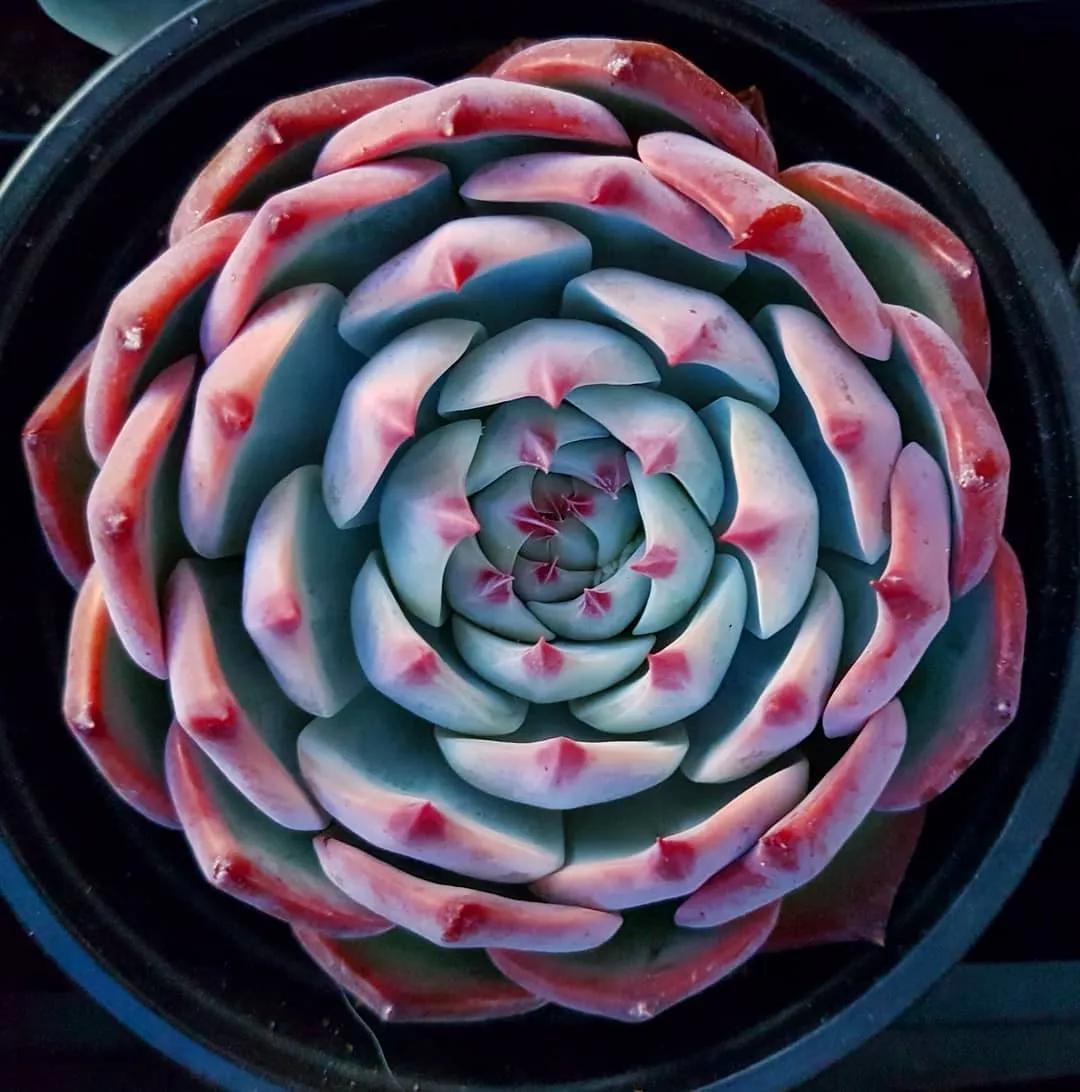 肉肉长根瘤怎么处理,肉肉养殖前的处理方法