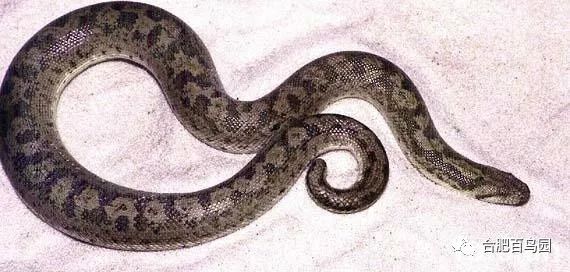 蛇如何升级为龙,可以升级的蛇