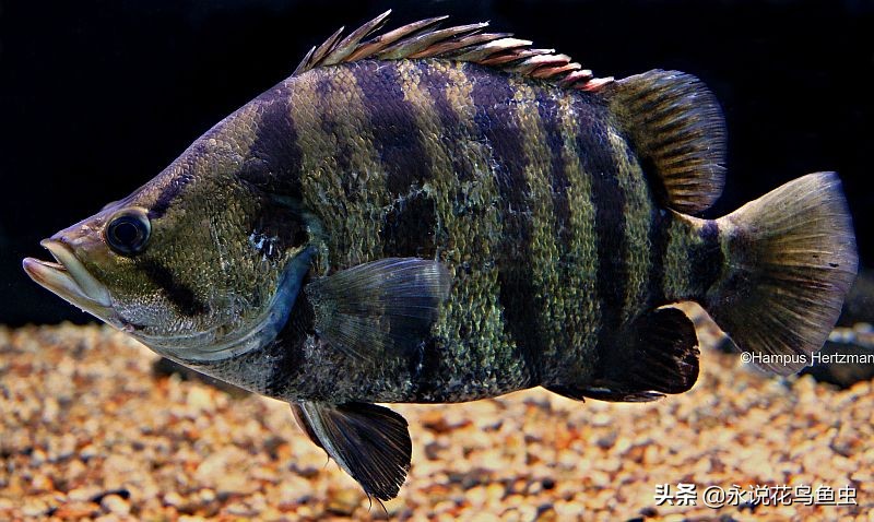 稀有水虎鱼,孟加拉银虎鱼是夜行鱼吗