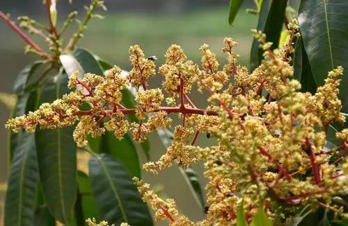 芒果开了很多花结果少是什么原因,我种的芒果怎么不结果