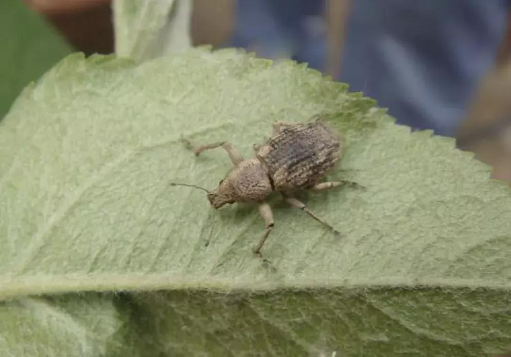 苹果虫害最佳防治方法,苹果各种虫害最佳防治时间