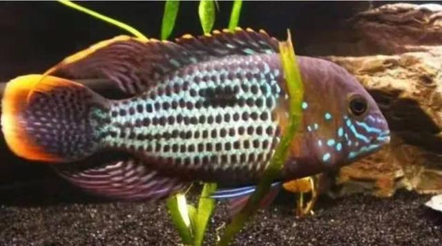 这四种嘴巴很贱的观赏鱼,优点就是很容易繁殖到爆缸!