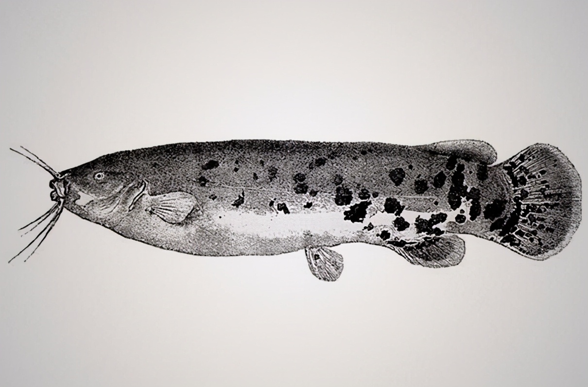 电游三巨头,雷河三巨头