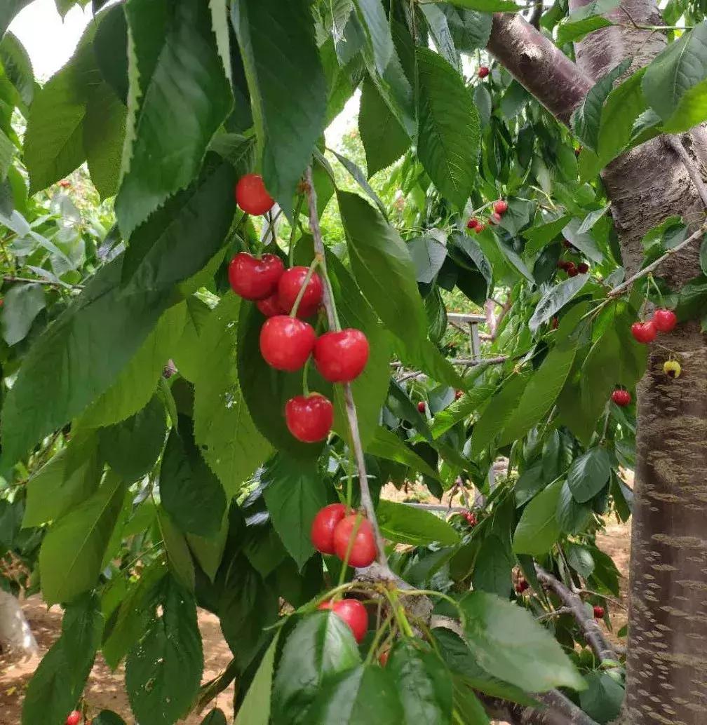 顺义大芦苇荡樱桃采摘园,顺义五大樱桃园