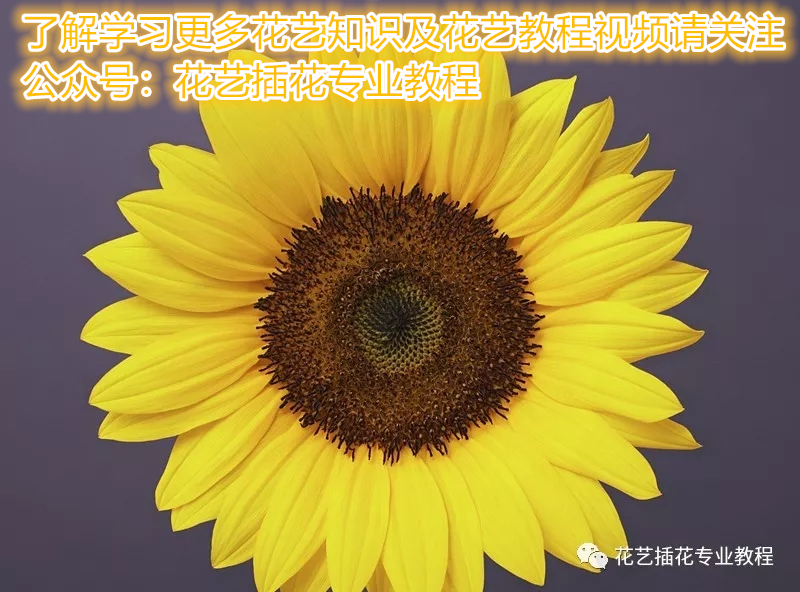 向日葵的花语百科知识,满天星加向日葵的花语及寓意