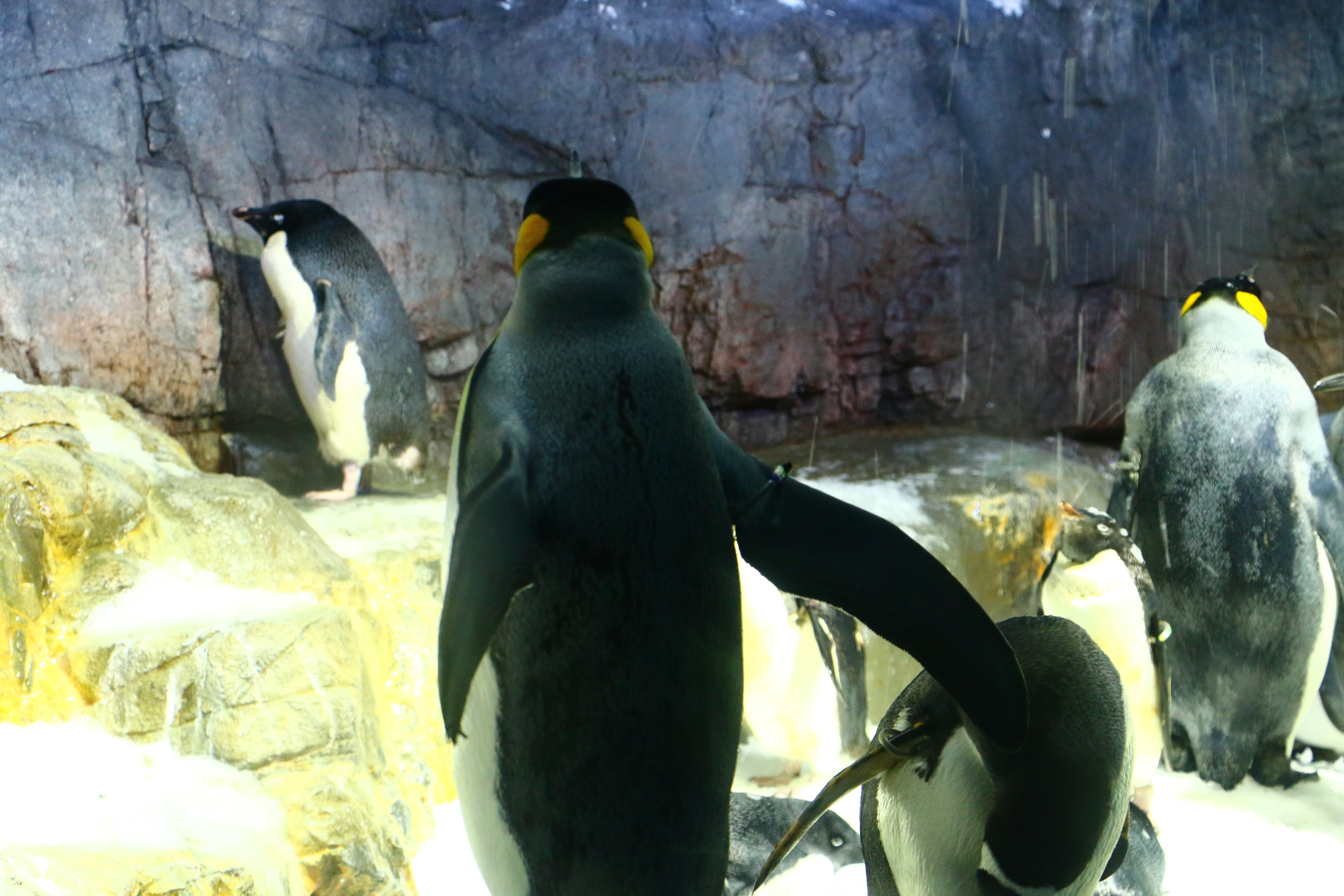 日本奈良自由行详细攻略,日本大阪京都自由行路线