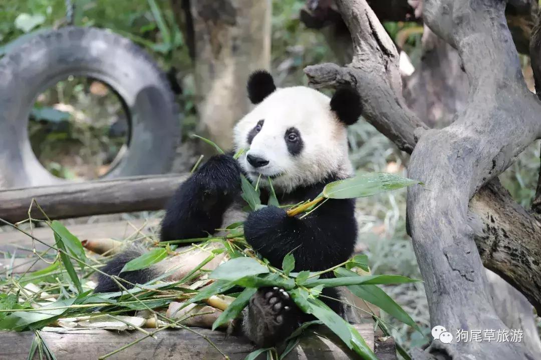 广州长隆旅游攻略野生动物园,广州长隆野生动物世界旅游攻略