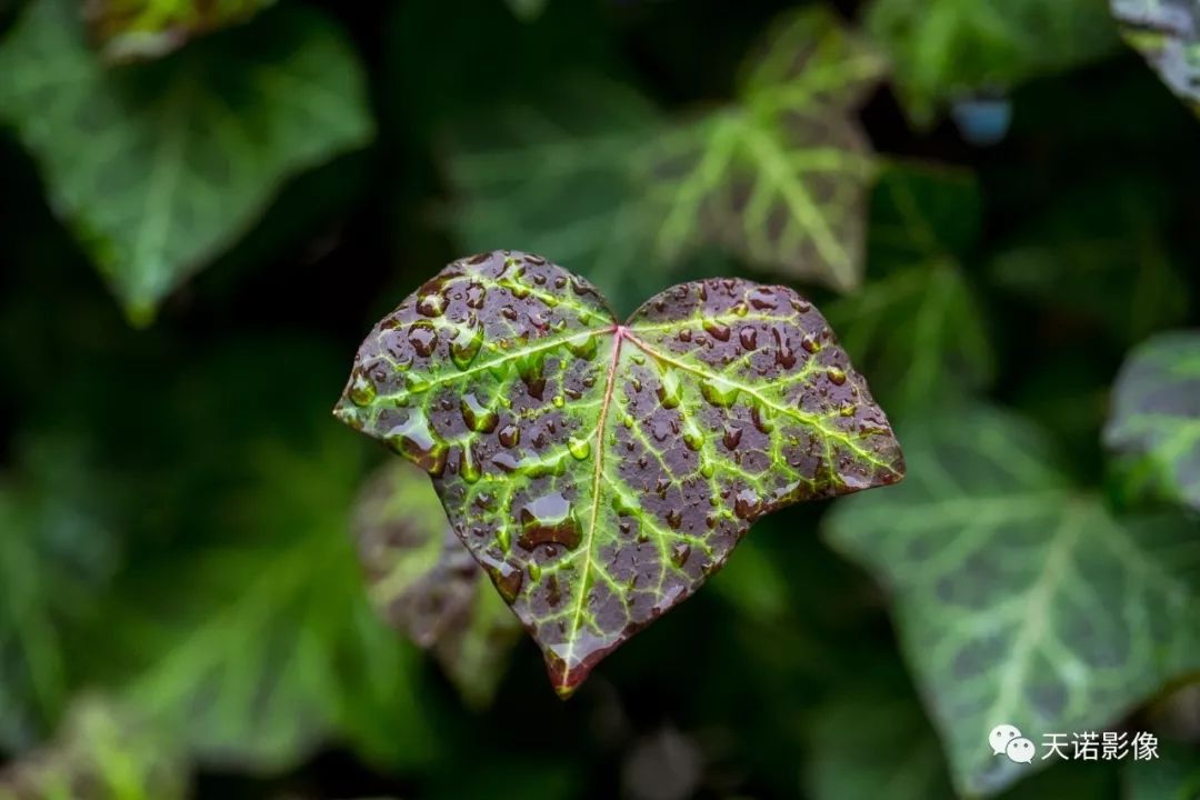 徕卡sl24-90mm镜头上市时间,徕卡顶级镜头75-1.25