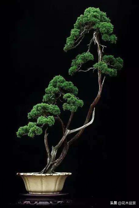 文人树盆景，宣泄一种情绪，吐露一种幽愤