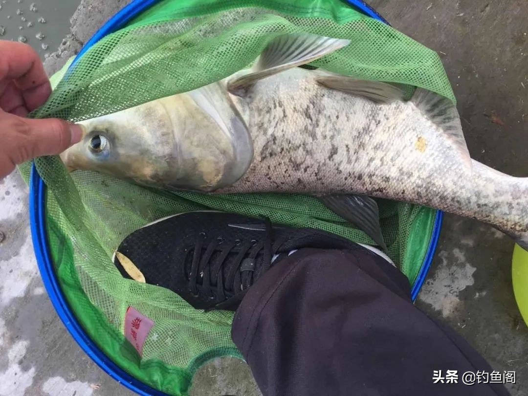 7.2米鱼竿黑坑用19调还是28调好,钓黑坑如何选钓竿