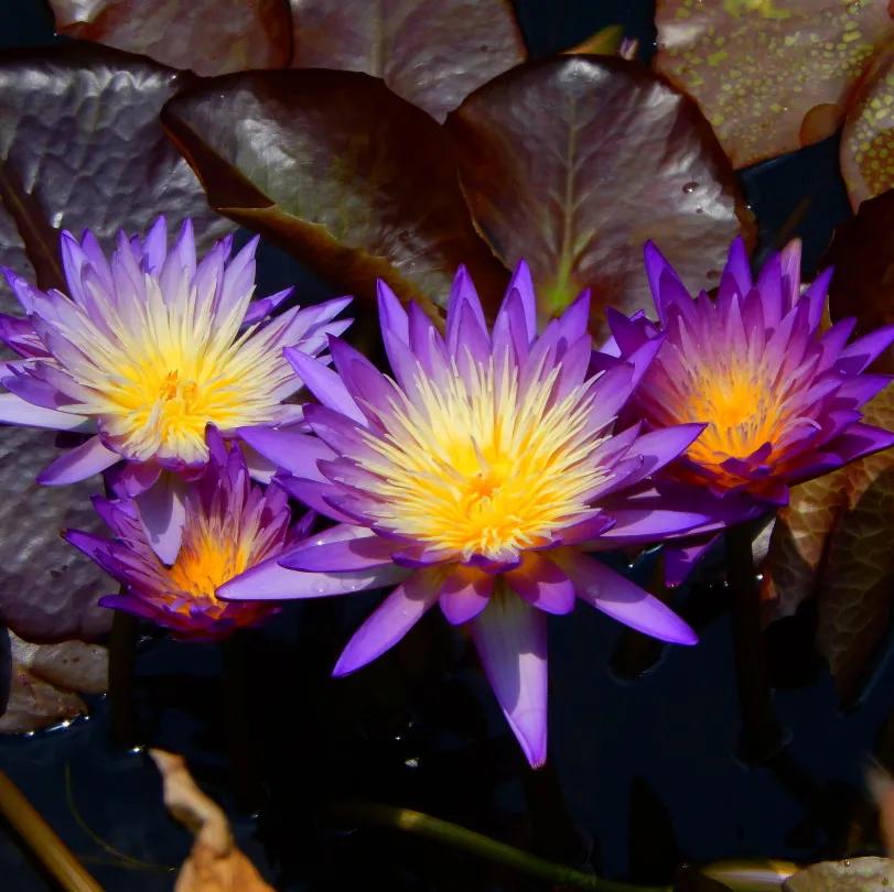 广州花海最新视频,广州花海大片蔚为壮观