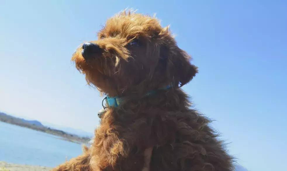 给它们一个家|线上宠物领养日,201903101