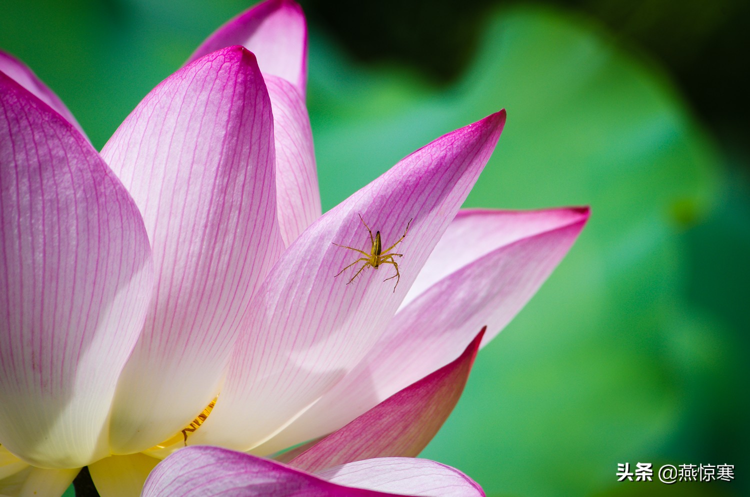 说说你用的相机,理光镜头和宾得通用吗