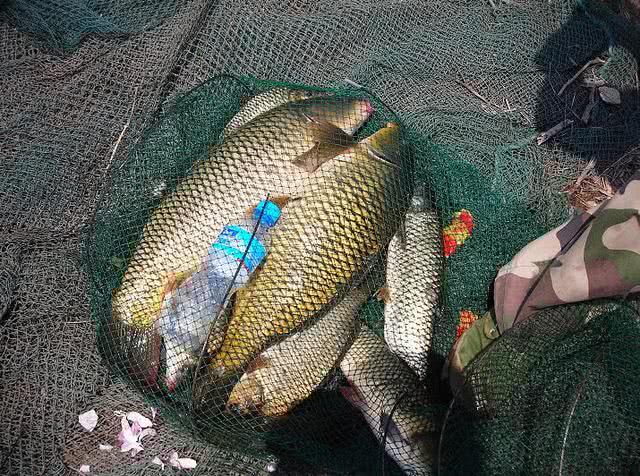 传统钓小杂鱼闹窝怎么办,应对小杂鱼闹钩方法技巧