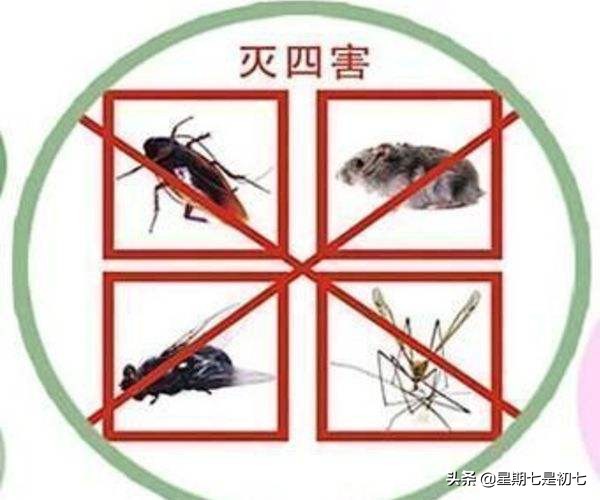 农村新四害全文,农村新四害
