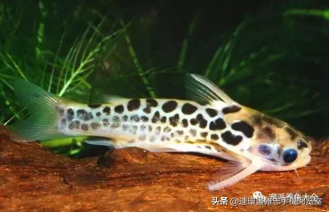 宠物鱼推荐小型的鱼,哪种宠物鱼最可爱