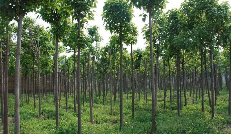 楸树苗的市场前景,楸树发展