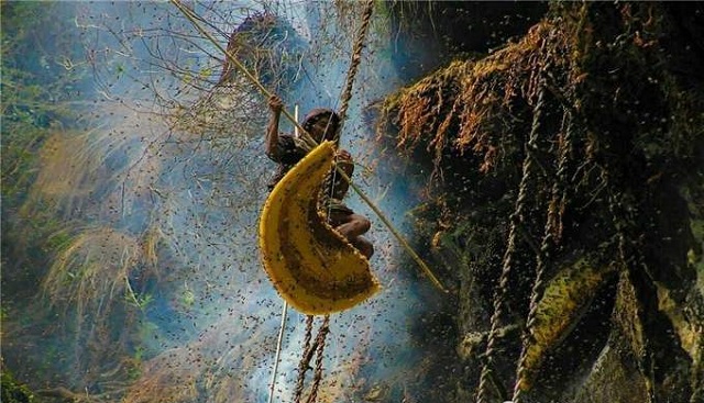 喜马拉雅山采蜜人完整版,喜马拉雅山脚下的采蜜人