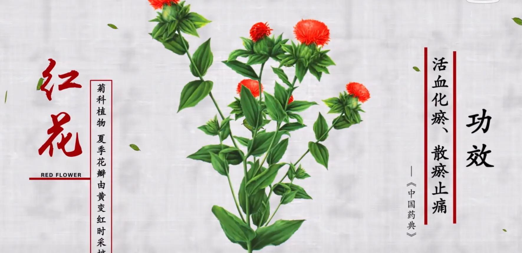 绾㈣姳鏈崏,绾㈣姳绁炲啘鏈崏