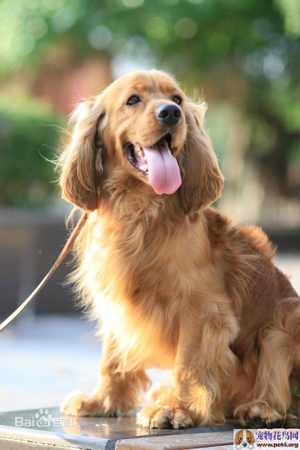 不掉毛无体味性格温顺的小型犬,宠物狗大全表