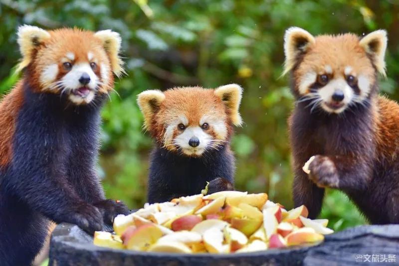 云南普洱旅游自由行攻略,云南普洱高端旅游攻略