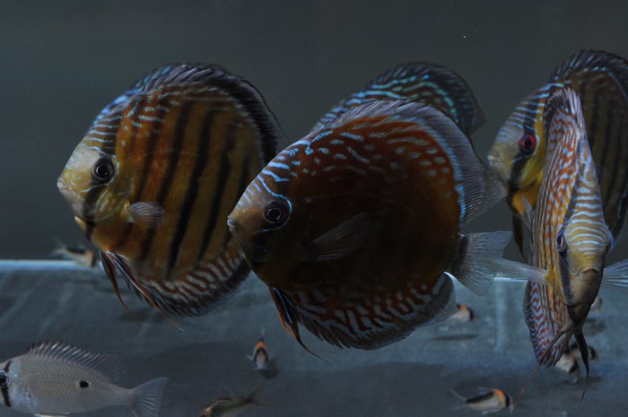 七彩神仙爱好者,野生七彩神仙开口