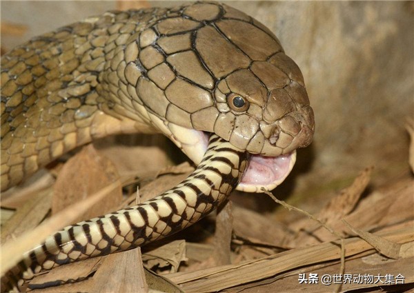 野外遇到眼镜王蛇怎能避让,森林王蛇和眼镜王蛇哪个厉害