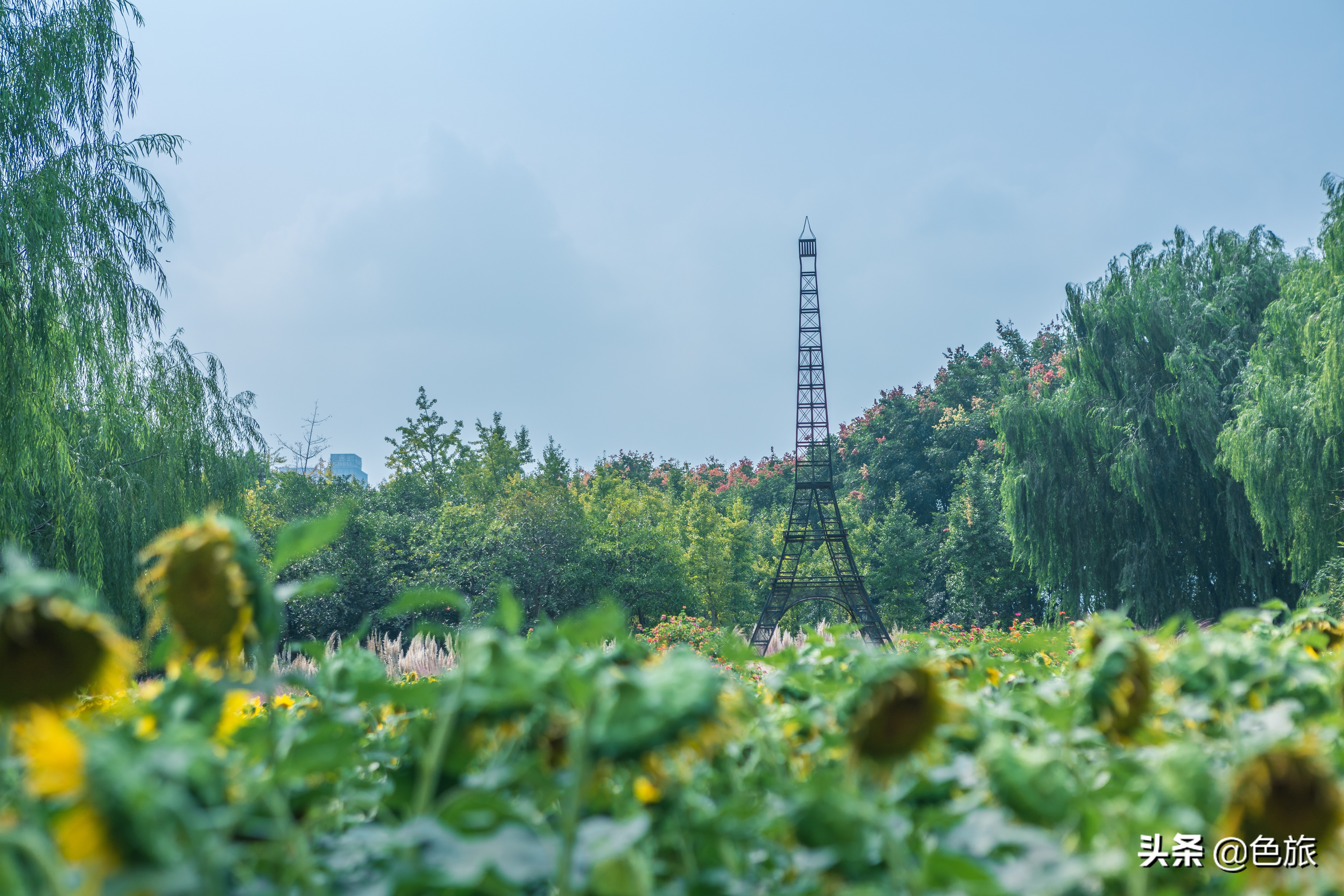 杭州花海网红打卡,杭州粉黛花海打卡地