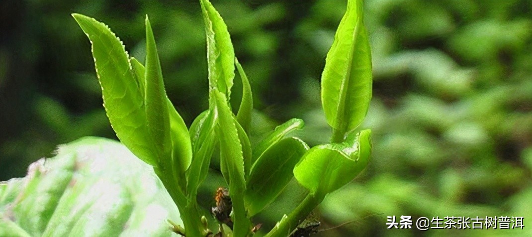 追溯普洱茶悠久的历史和文化,深入探索普洱茶的历史及其由来