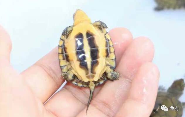 鉴赏花草模板,小青苗照片