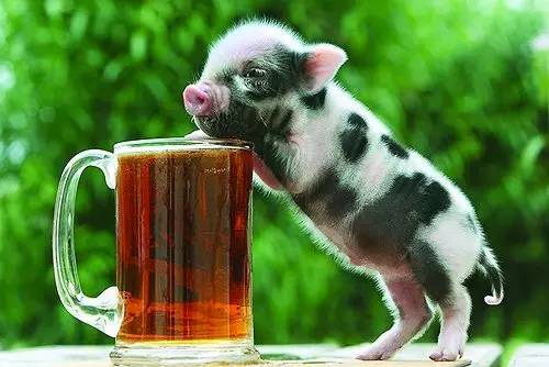 我是猪的对应数字,我是猪顺口溜