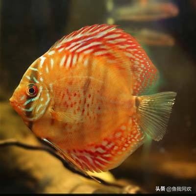 新买的七彩神仙鱼不吃食怎么办,七彩神仙鱼躲在角落不吃食怎么治